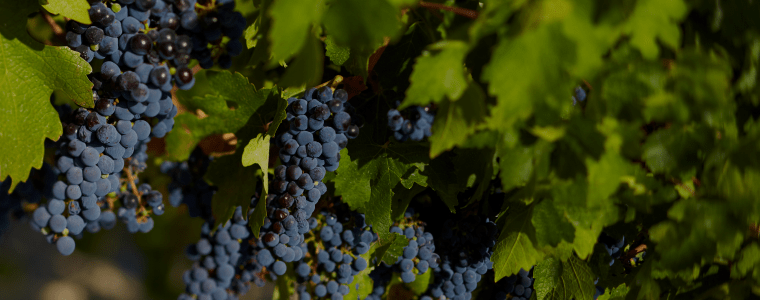 Black grapes vineyard
